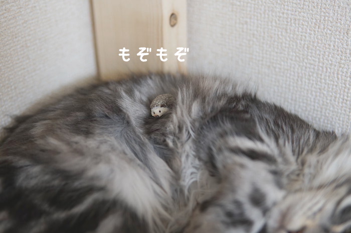 f:id:chikojirou:20180321171222j:plain