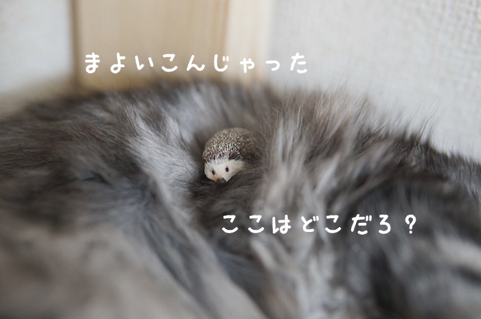 f:id:chikojirou:20180321171242j:plain