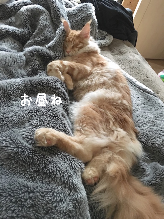 f:id:chikojirou:20180321171721j:plain