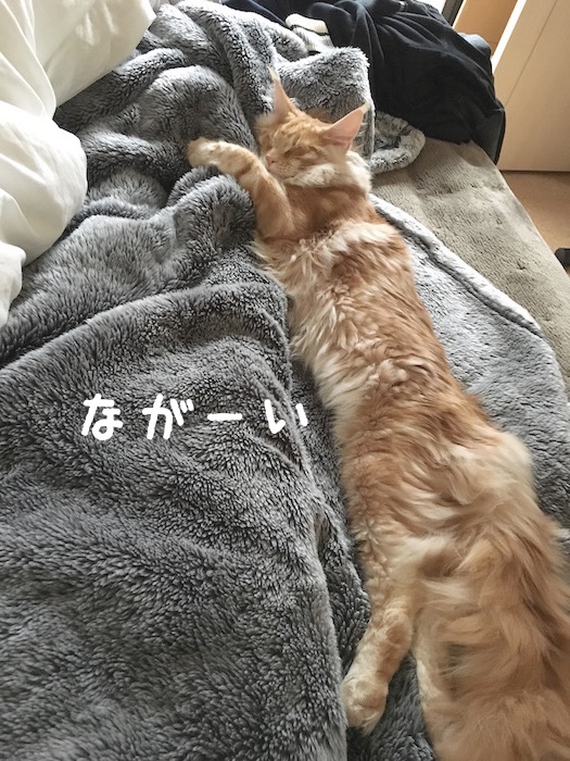f:id:chikojirou:20180321171741j:plain