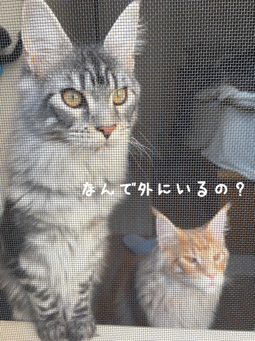 f:id:chikojirou:20180327214817j:plain