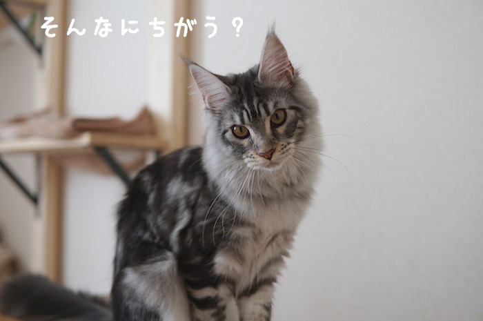 f:id:chikojirou:20180327215201j:plain