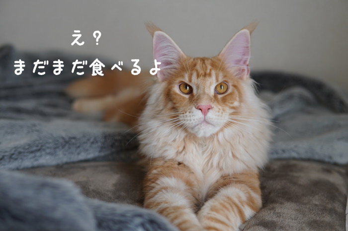 f:id:chikojirou:20180327215407j:plain