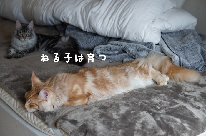 f:id:chikojirou:20180327215433j:plain
