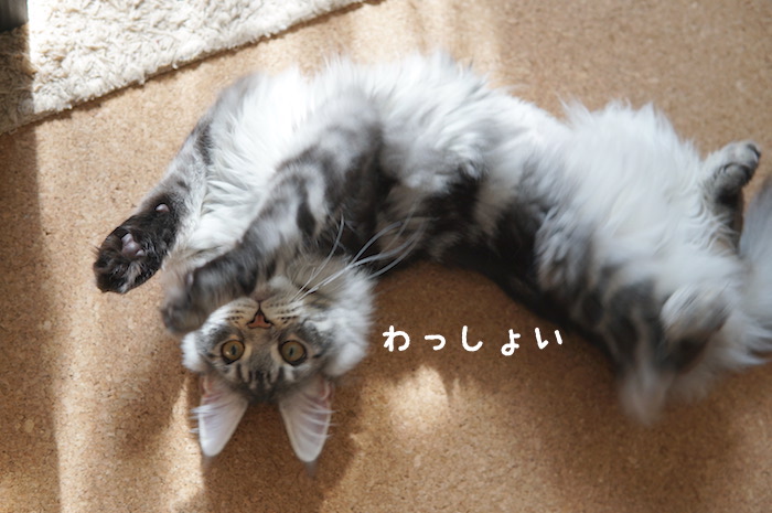 f:id:chikojirou:20180328215255j:plain