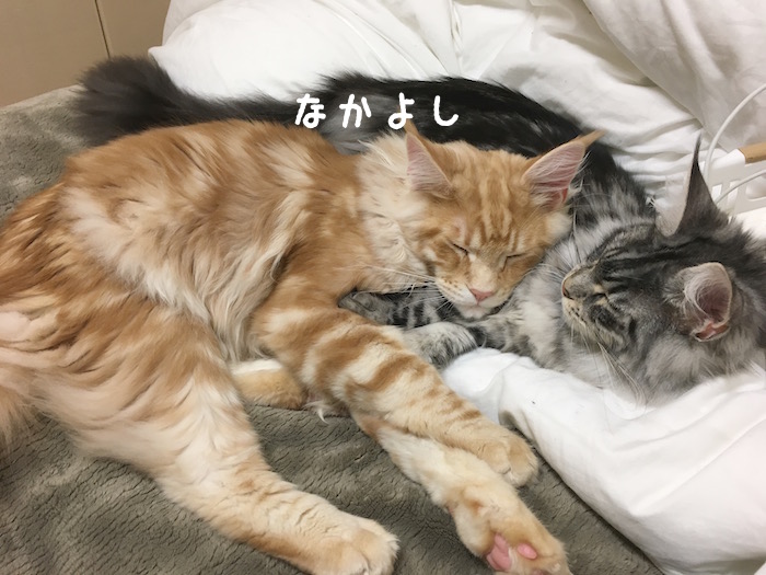 f:id:chikojirou:20180328215338j:plain