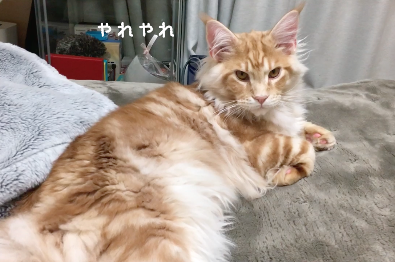 f:id:chikojirou:20180328215710p:plain