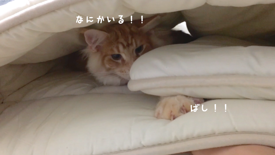 f:id:chikojirou:20180408220406p:plain