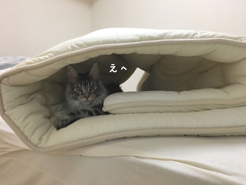 f:id:chikojirou:20180408220521j:plain