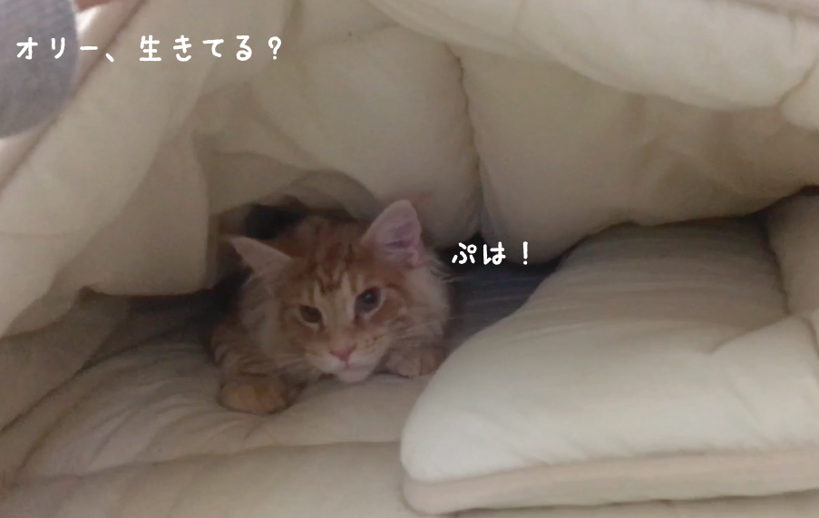 f:id:chikojirou:20180408220952p:plain