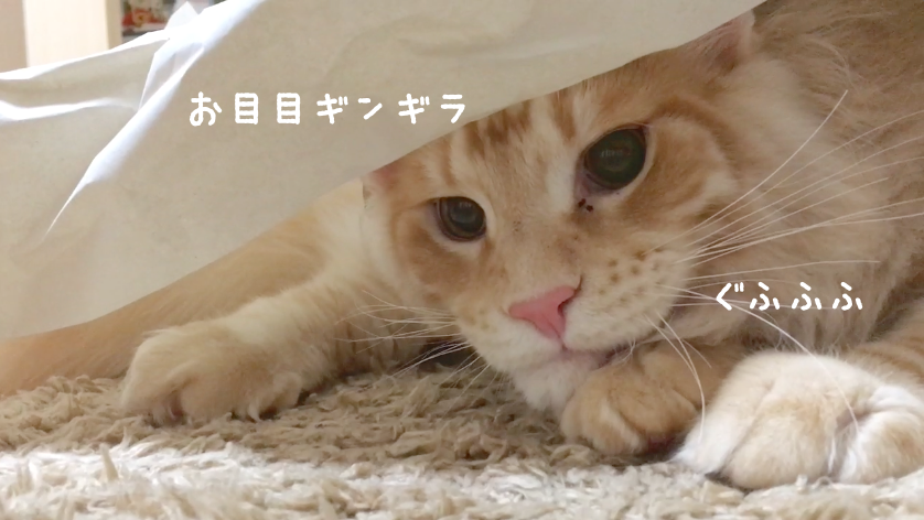 f:id:chikojirou:20180412215719p:plain
