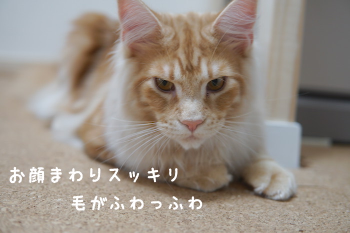 f:id:chikojirou:20180415112318j:plain