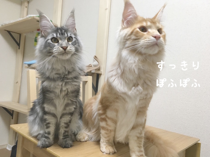f:id:chikojirou:20180415112407j:plain