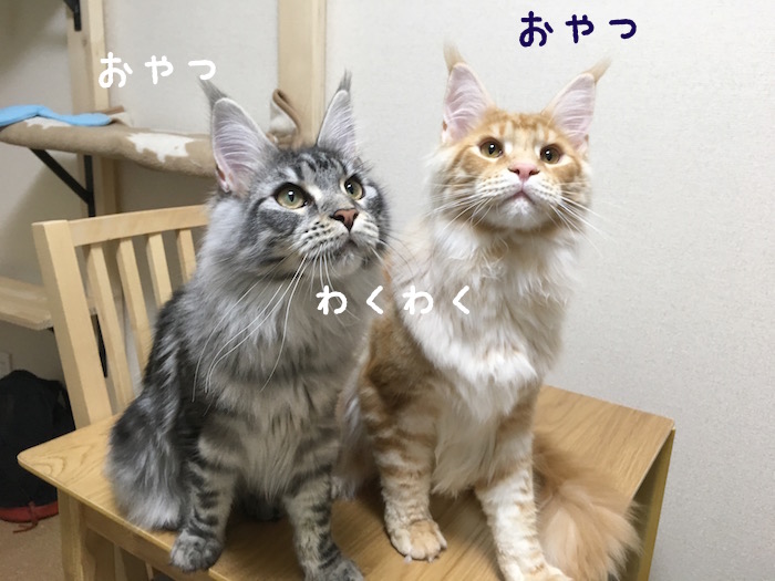 f:id:chikojirou:20180415112420j:plain