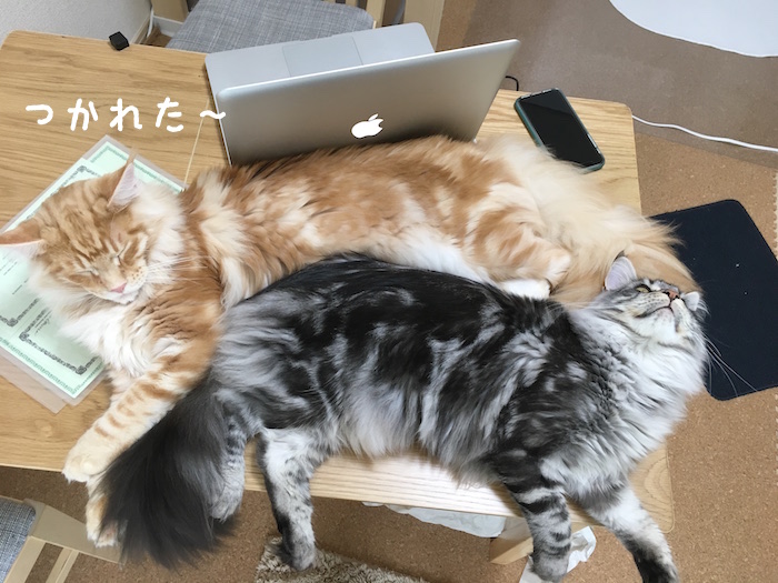 f:id:chikojirou:20180415112750j:plain