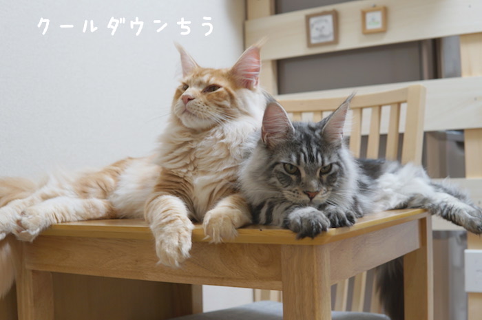 f:id:chikojirou:20180419213703j:plain