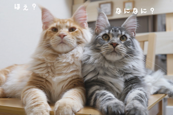 f:id:chikojirou:20180419213730j:plain