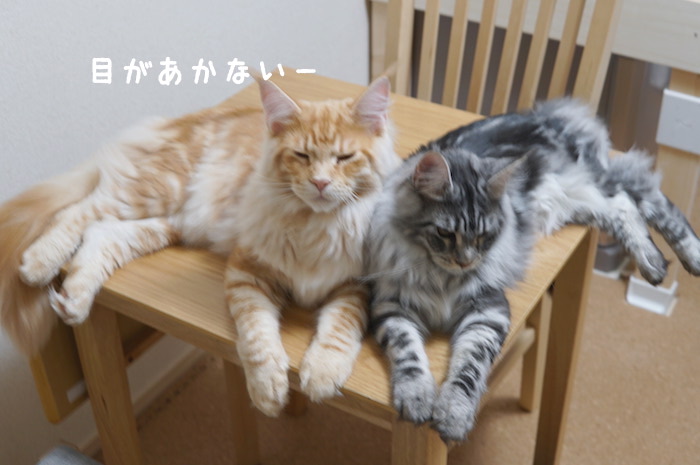f:id:chikojirou:20180419213805j:plain