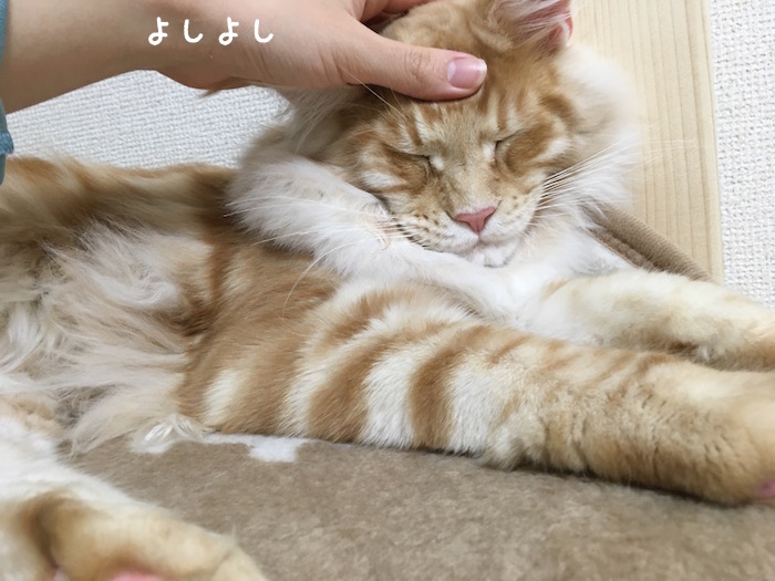 f:id:chikojirou:20180422203326j:plain
