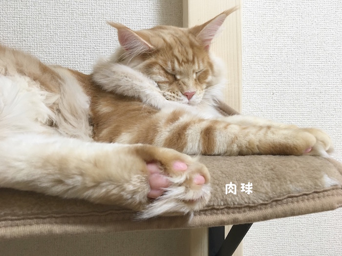 f:id:chikojirou:20180422203343j:plain