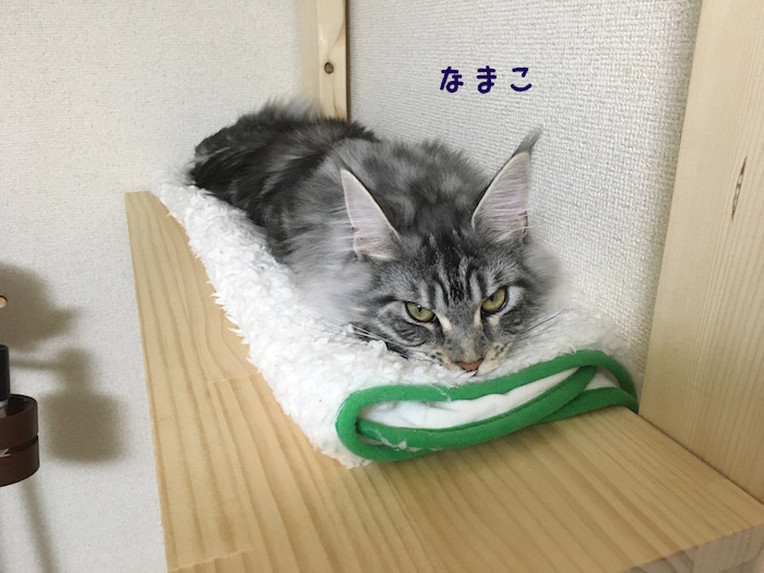 f:id:chikojirou:20180425211508j:plain