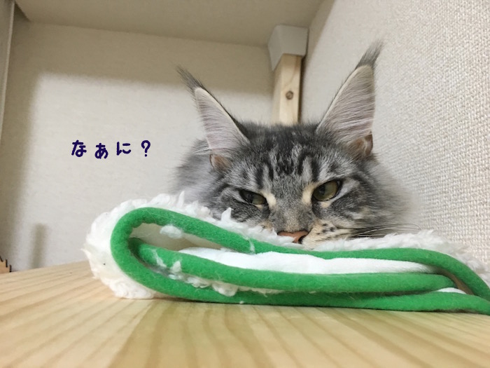 f:id:chikojirou:20180425211614j:plain