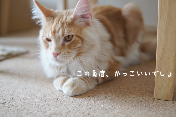 f:id:chikojirou:20180425211644j:plain