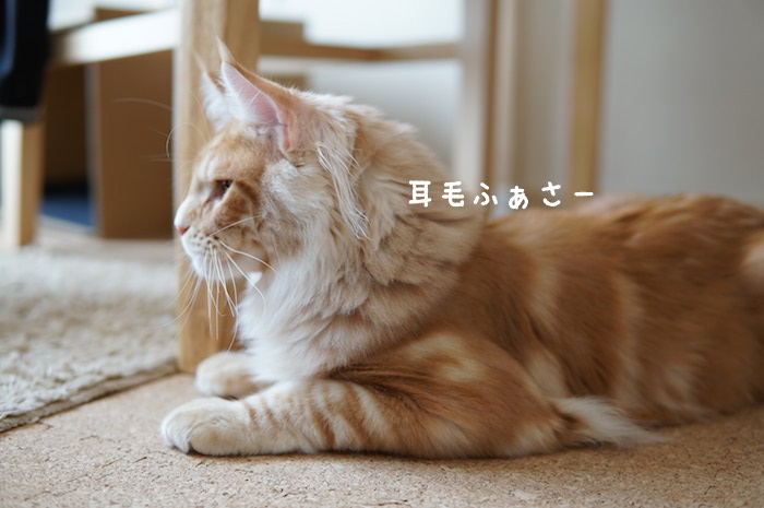 f:id:chikojirou:20180425211658j:plain