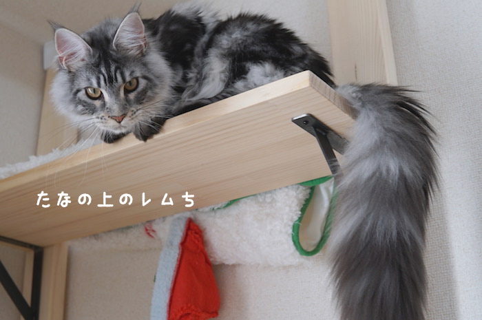 f:id:chikojirou:20180425211726j:plain