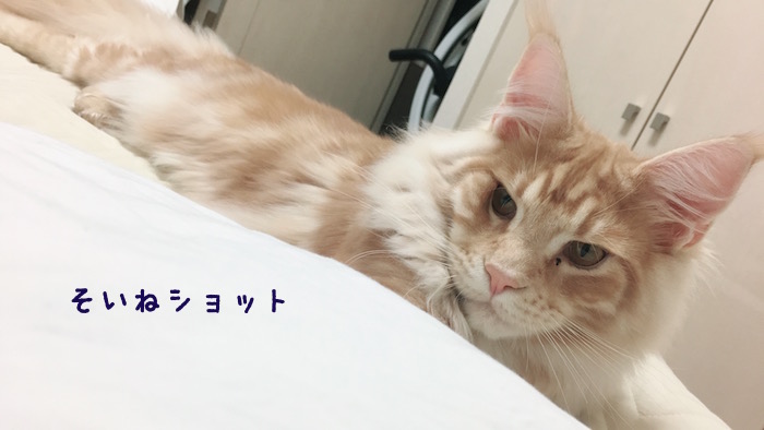 f:id:chikojirou:20180425211903j:plain