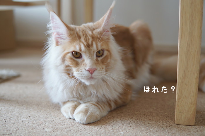 f:id:chikojirou:20180425212815j:plain
