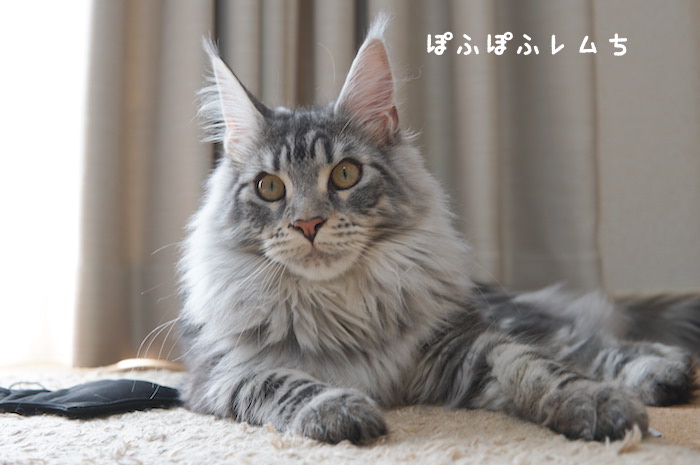 f:id:chikojirou:20180430214552j:plain