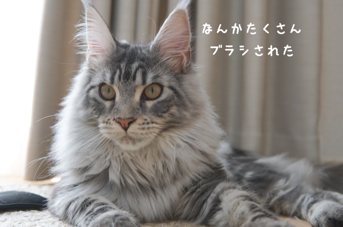 f:id:chikojirou:20180430214603j:plain