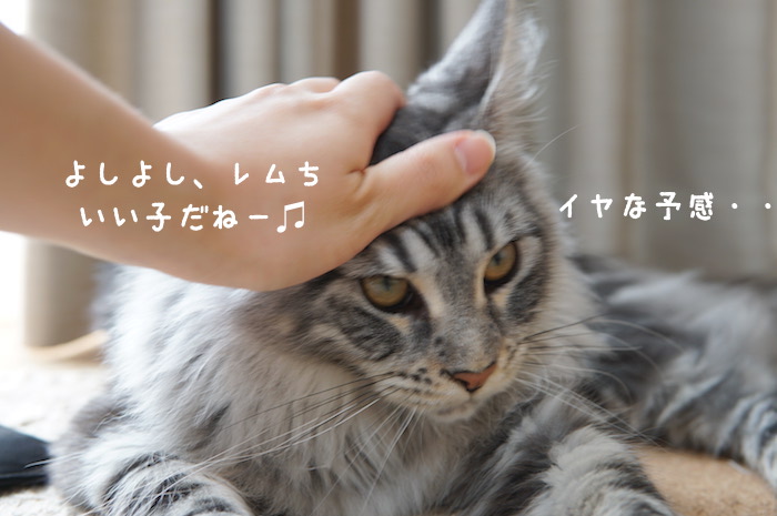 f:id:chikojirou:20180430214614j:plain