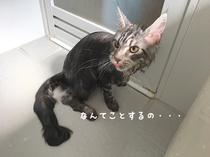 f:id:chikojirou:20180430214625j:plain