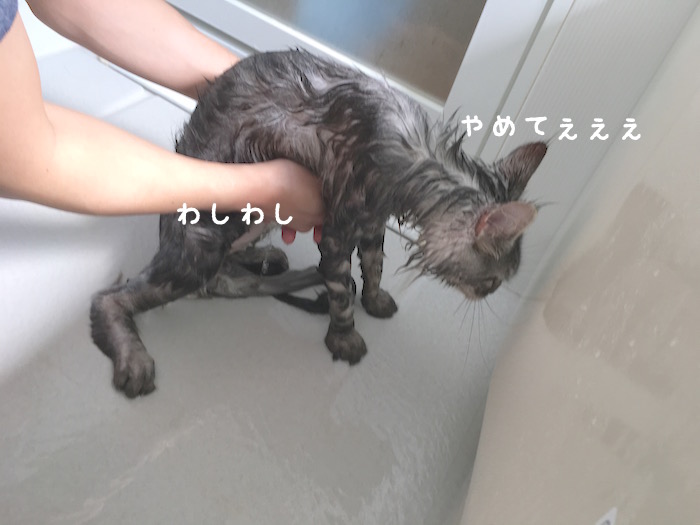 f:id:chikojirou:20180430214653j:plain