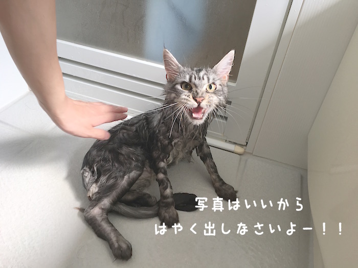 f:id:chikojirou:20180430214724j:plain