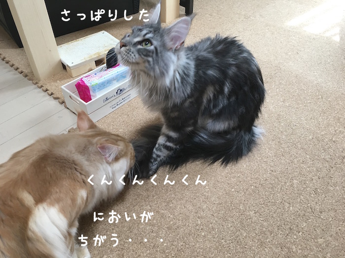 f:id:chikojirou:20180430214738j:plain