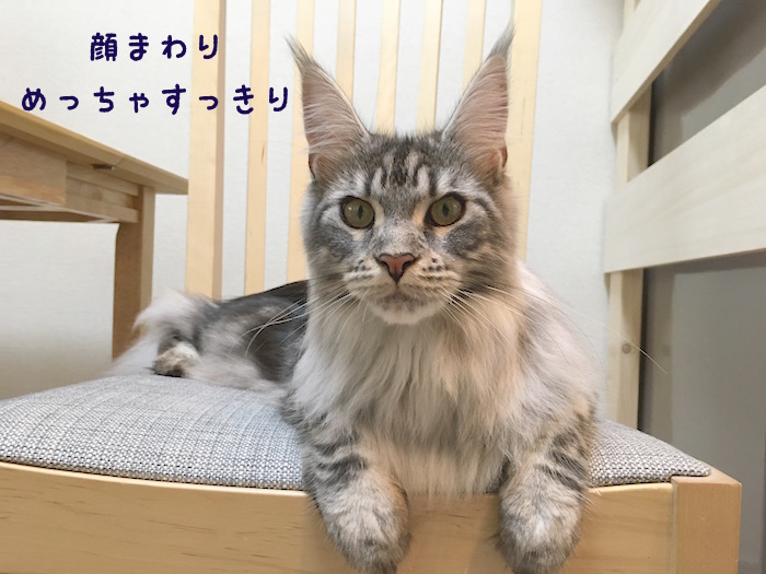 f:id:chikojirou:20180430214758j:plain