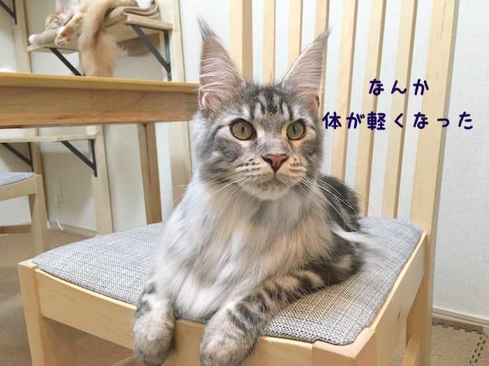 f:id:chikojirou:20180430214817j:plain