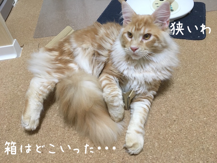 f:id:chikojirou:20180518222923j:plain