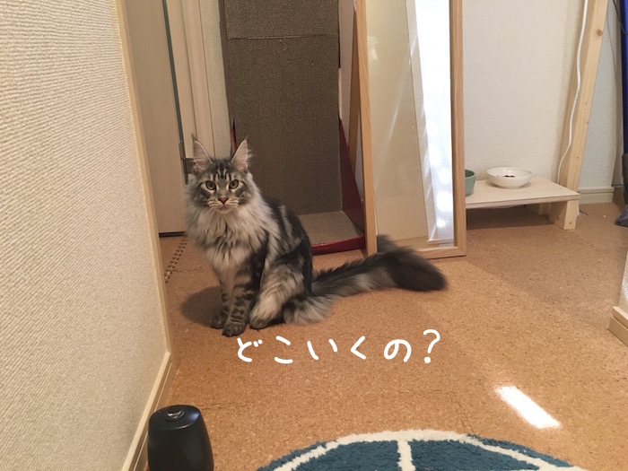 f:id:chikojirou:20180518222938j:plain