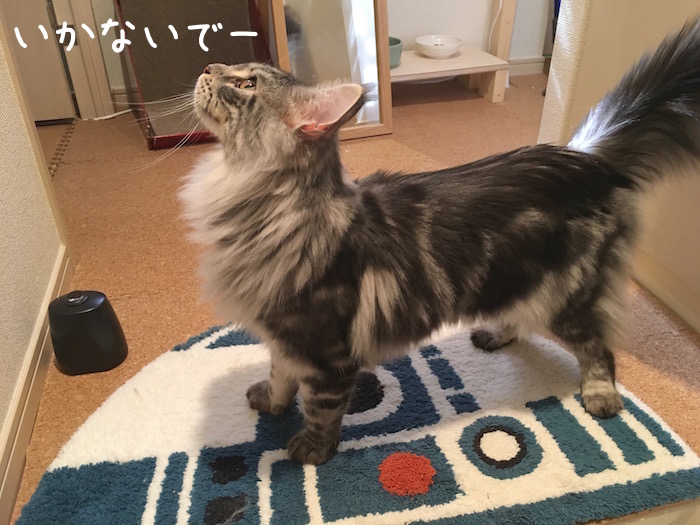 f:id:chikojirou:20180518222959j:plain