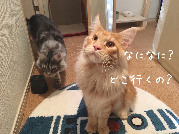 f:id:chikojirou:20180518223017j:plain