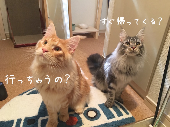 f:id:chikojirou:20180518223034j:plain