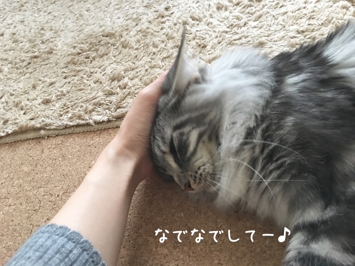 f:id:chikojirou:20180518223059j:plain