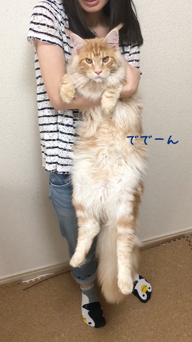 f:id:chikojirou:20180519215512j:plain