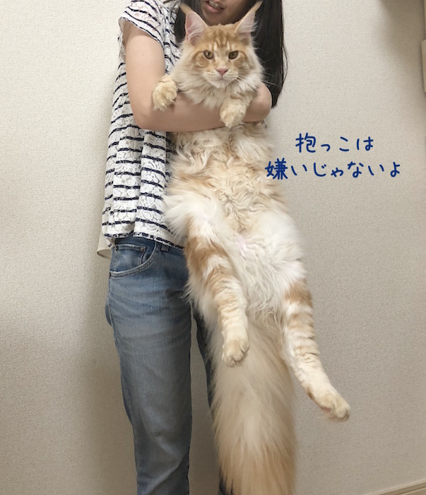 f:id:chikojirou:20180519215541j:plain