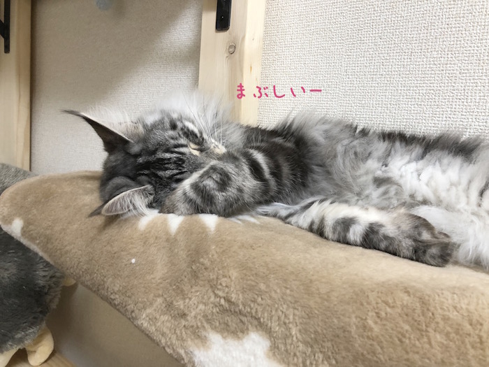 f:id:chikojirou:20180527220822j:plain
