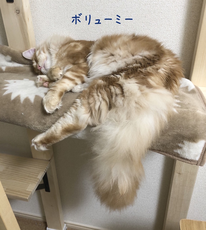f:id:chikojirou:20180527220835j:plain